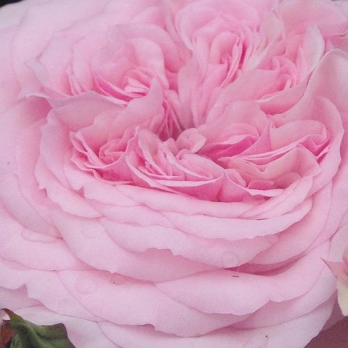 Rosa Diadal™ - trandafir cu parfum discret - Trandafir copac cu trunchi înalt - cu flori tip trandafiri englezești - roz - - - coroană dreaptă - Cu flori foarte frumoase, nobile, roz deschis, cu flori durabile, folosit ca trandafir de strat.